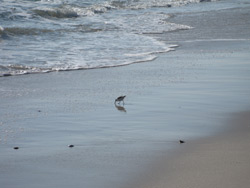 a shorebird at the edge of the ocean