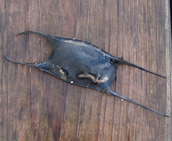 an egg case of the marine skate (fish)