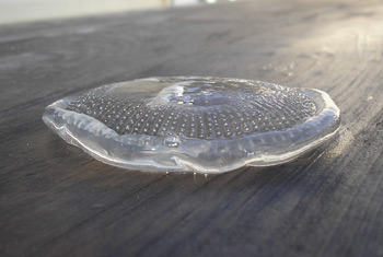 a moon jellyfish on a piece of wood