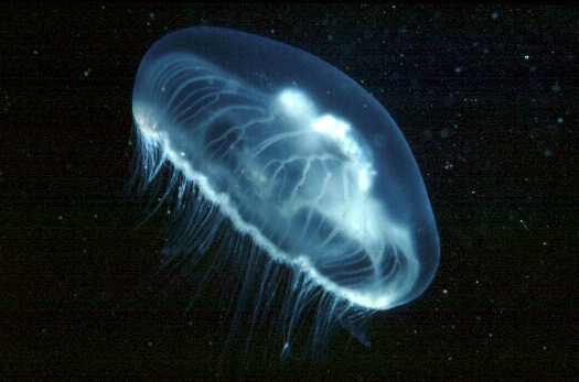 live moon jellyfish swimming in the water