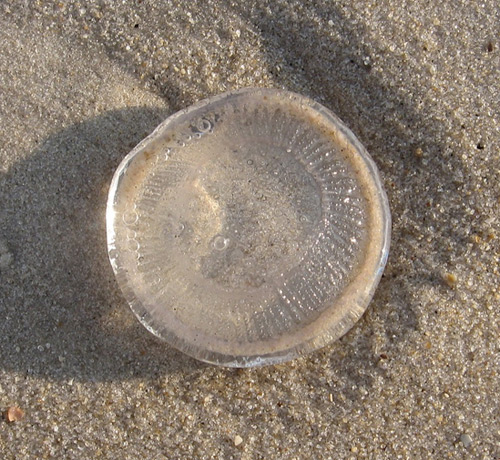 a moon jellyfish on the sand