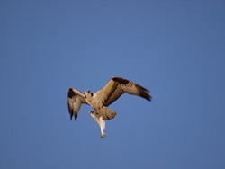 An Osprey carrying a fish in its talons