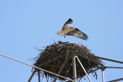 An Osprey landing on its nest