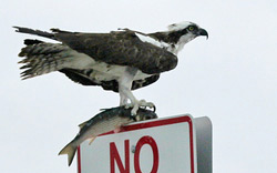 An Osprey perched with a fish in its talons