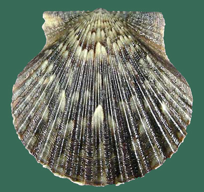 a bay scallop shell