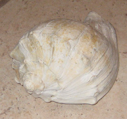whelk shell