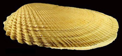 a false angel wing shell