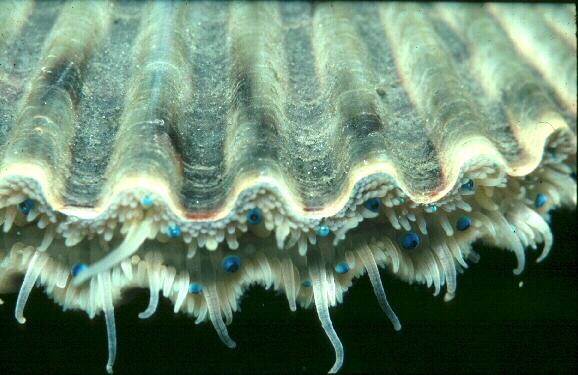 the edge of a scallop and its blue eyes