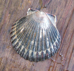 top view of a scallop shell
