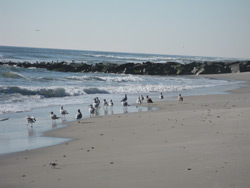 clam shells on the sand