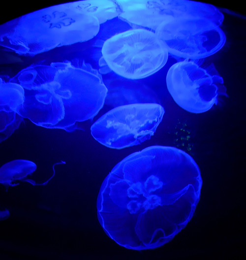 moon jellyfish under a blacklight