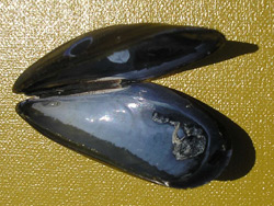 blue mussel