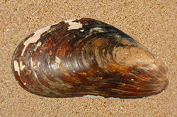 a horse mussel shelll