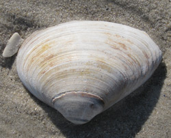 a surf clam in the sand