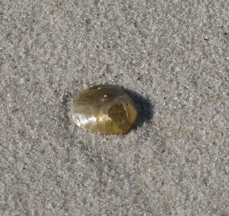 a small jingle shell on the beach