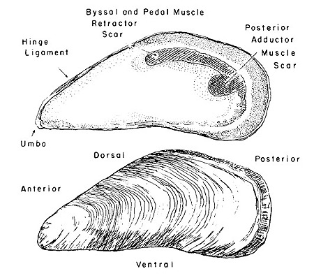 line drawing of the parts of a blue mussel shell.