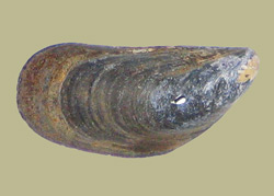 a blue mussel shell.