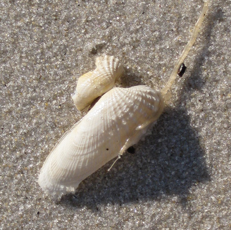 A view of a false angel wing shell that shows the left and right shells, partially broken, but still attached.