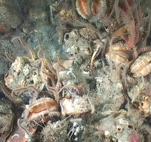 underwater horse mussel bed