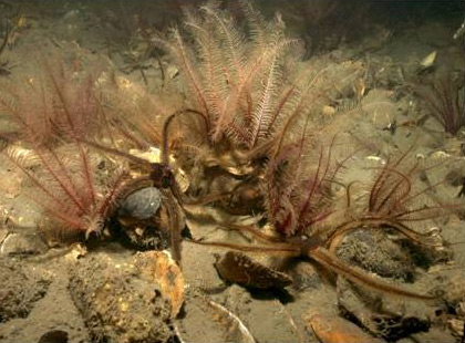 underwater Modiolus modiolus mollusks.