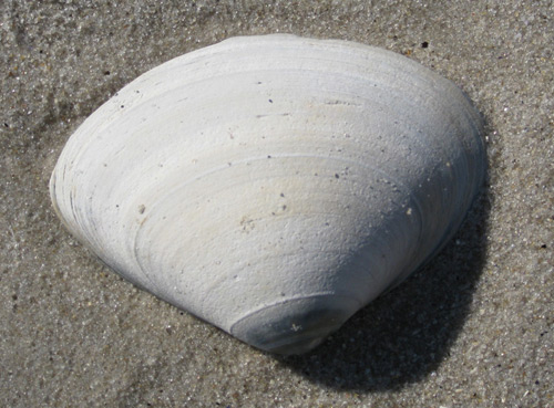 a surf clam shell on the sand