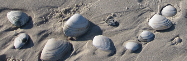 Spisula solidissima lined up in the sand