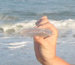 a moon jellyfish on the sand