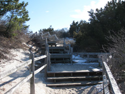 steps leading up from the Barnegat maritime forest