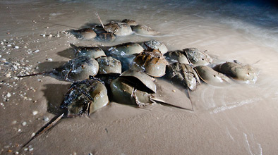 Horseshoe crabs mating on the beach