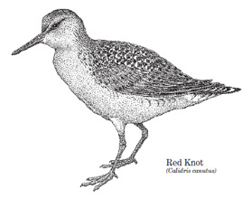 A drawing of a standing red knot