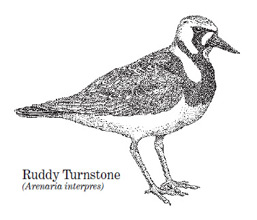 A ruddy turnstone drawing
