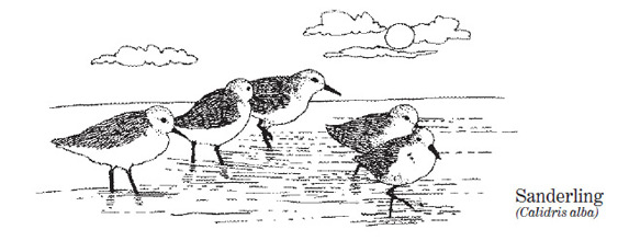 a drawing of sanderlings on the beach at the water's edge